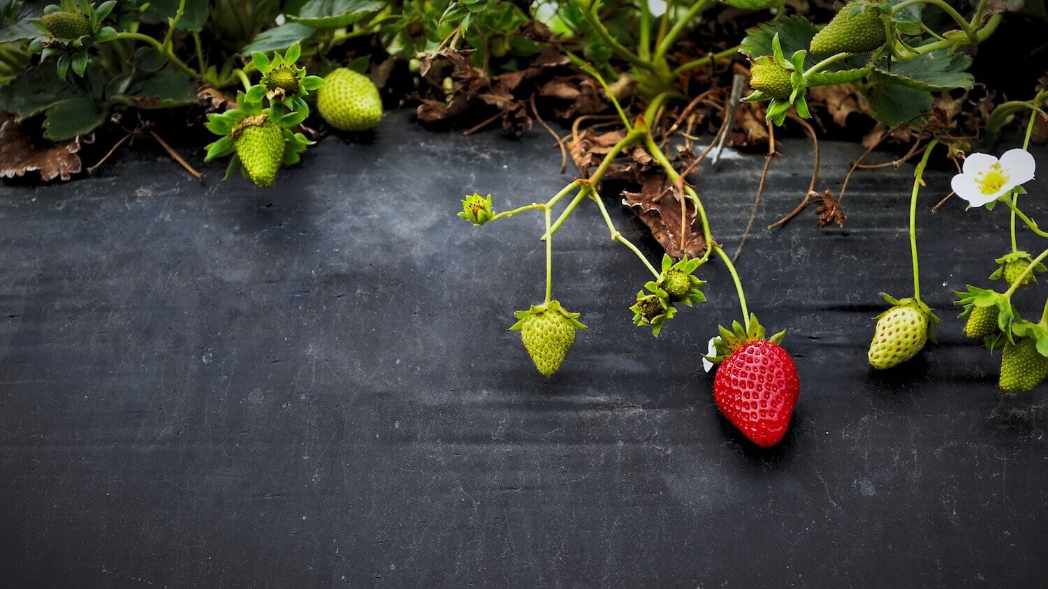 How to clean strawberries to avoid hepatitis A?