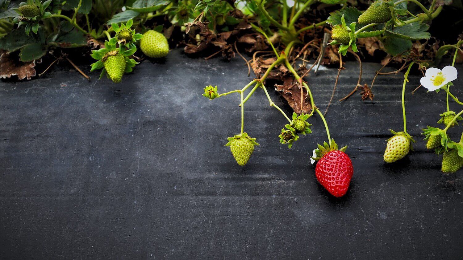 Dirty Dozen Organic Strawberries Vs Conventional Strawberries