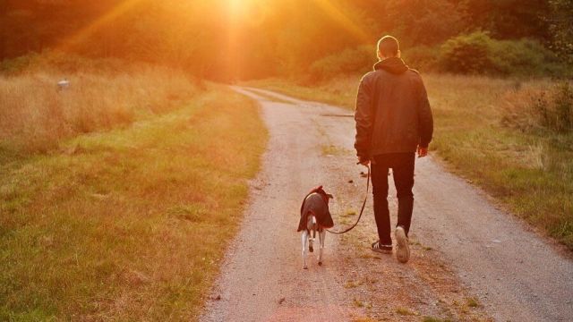 walk dog exercise