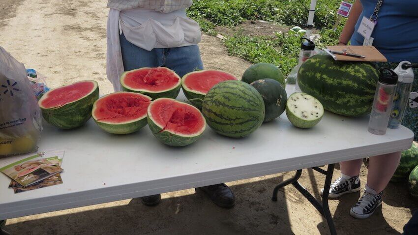 Monsanto evil watermelon